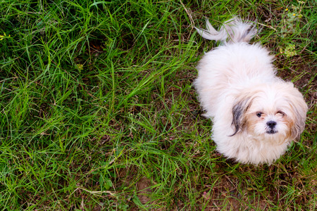 Shih tzu dog is sitting in the lawnの写真素材