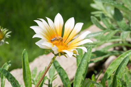 A bee on a yellow flowerの写真素材