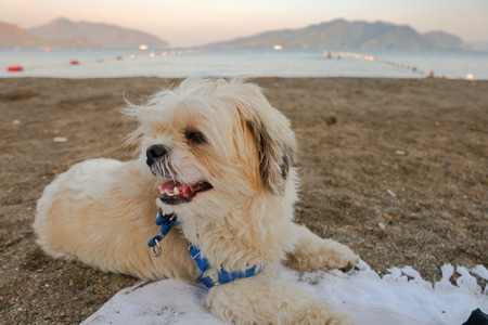 Portrait of a white dog on a beachの写真素材