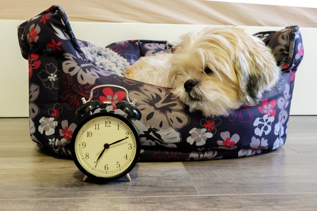 Dog lying in bed turning off an alarm clock in the morning at 7amの写真素材