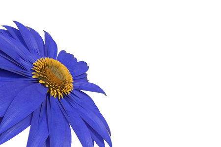 3D rendering of blue gerbera daisy isolated on whiteの写真素材