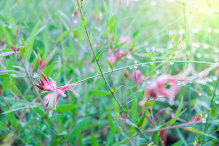 Pink flower with green grass in a parkの写真素材