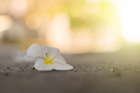 Plumeria on the ground with sun lightの写真素材