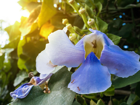 Thumbergia laurifolia flower or blue bengal trumpet vine with antsの写真素材