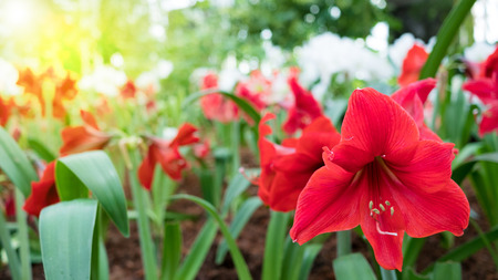 red amaryllis flower on the treesの写真素材