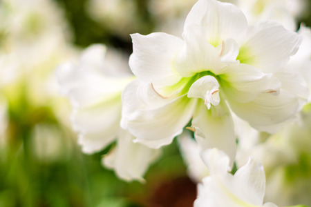 White Amaryllis gramophone type flower on treeの写真素材
