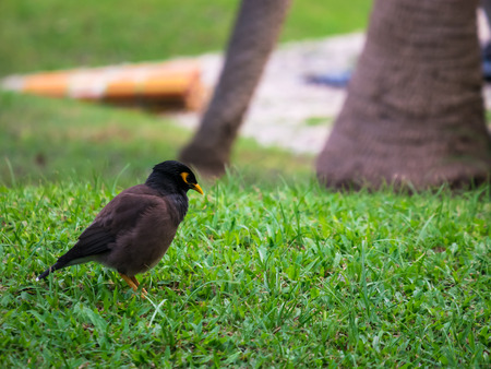 The common myna (Acridotheres tristis) green grass feild with copy spaceの写真素材
