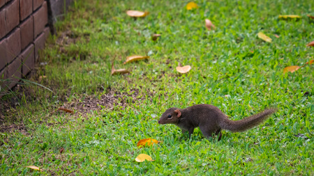 Squirrel walking on green grass facing to the wallの写真素材