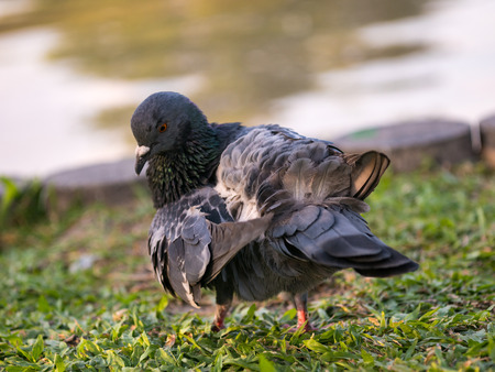 close up  of pigeons bird standing near riverの写真素材