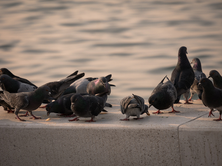 Group of pigeon eating by the sea at Izmirの写真素材