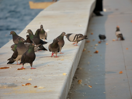 Group of pigeon eating by the sea at Izmirの写真素材