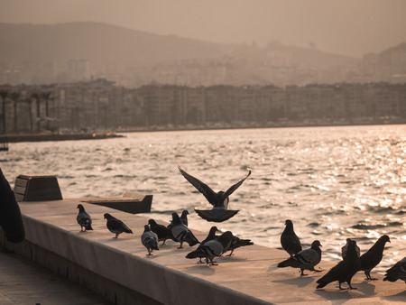 Group of pigeon bird flying by the sea Izmirの写真素材