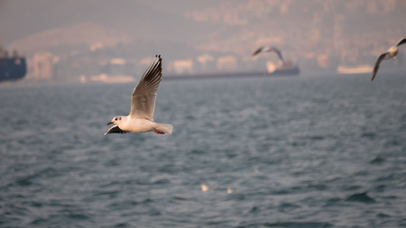 Group of seagull bird flying by the sea Izmirの写真素材