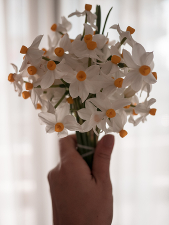 White flowers on white background with copy spaceの写真素材