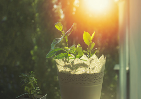 Sun on the windowの写真素材