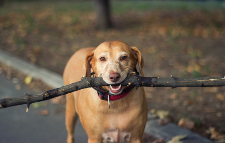 Old golden dog holding a branchの写真素材