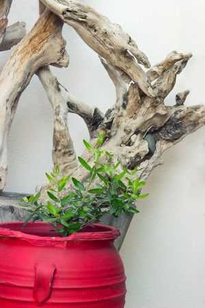Big decorative red flowerpot and big old branch against white wallの写真素材