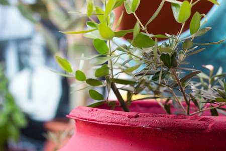 Big decorative flowerpotの写真素材