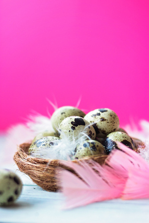 Quail eggs and feathers in small nest, on white wooden background against pink wall; copy space; easter backgroundの写真素材