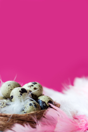 Quail eggs in nest with pink and white  feathers, on white wooden table against pink wallの写真素材