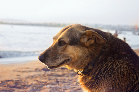 Old stray dog cooling himself on the beachの写真素材