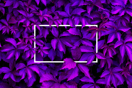 Purple leaves background with white paper card  frame, with copy space; Nature conceptの写真素材
