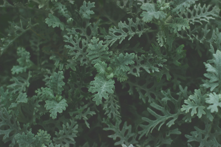 Small green bush in dark tones; Dark green leaves background;の写真素材