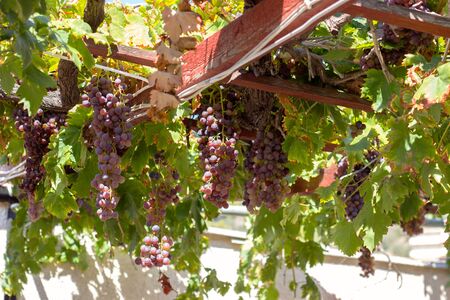 Ripe grapes on grapevine, on a summer dayの写真素材