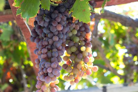 Ripe grapes on grapevine, on a summer day