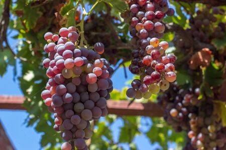 Ripe grapes on grapevine, on a summer dayの写真素材