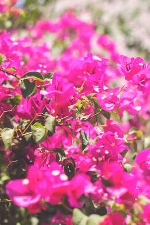 Pink flowers; summer flowers, floral background