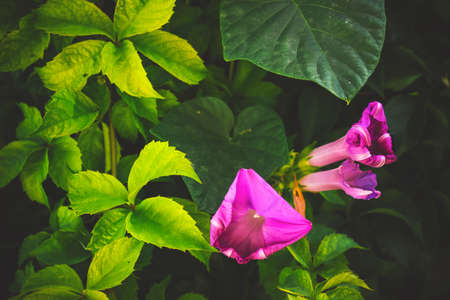 Morning glory flowers; floral background
