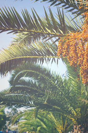 Palm trees leaves; nature backgroundの写真素材