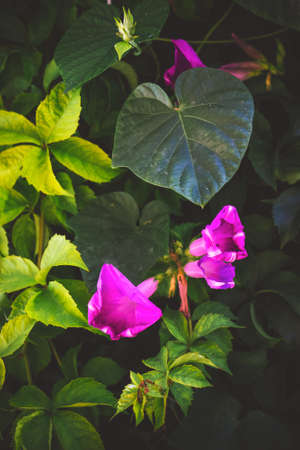 Morning glory flowers; floral backgroundの写真素材