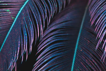 Tropical palm leaves in violet color; abstract floral pattern backgroundの写真素材
