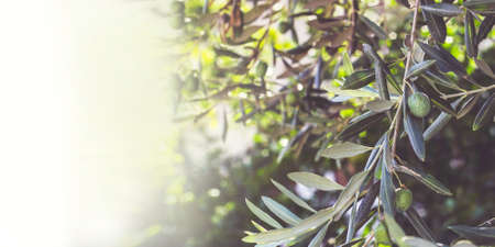 Olive tree branch with unripe olives. Food/nature background with copy spaceの写真素材