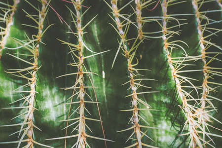 Close up of a small cactus plant, top view; nature backgroundの写真素材