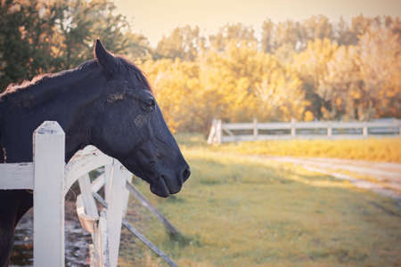 Black horse in the yard, with copy space