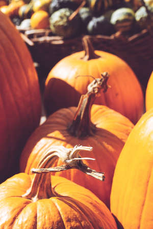 Close up of pumpkins on farmers market; autumn backgroundの写真素材