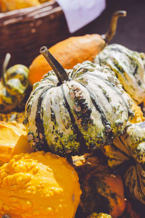 Pile of decorative mini pumpkins and gourds, on locale farmers market; autumn background