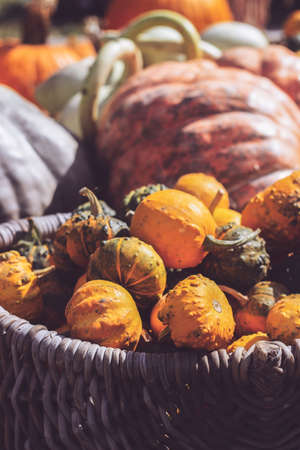 Bunch of decorative mini pumpkins and gourds in baskets on farmers market; autumn backgroundの写真素材