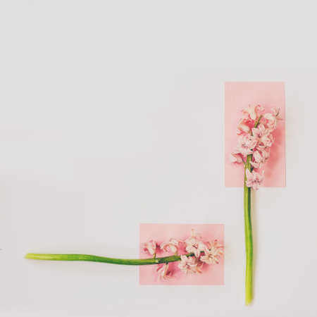 Pink hyacinth flowers on white background; Spring flowers minimal background with copy spaceの写真素材