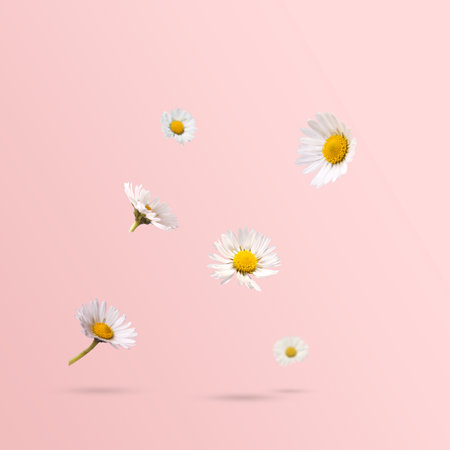 Spring flowers, daisies levitating against pastel pink background. Minimal spring or flower conceptの写真素材