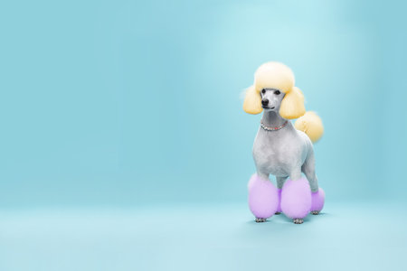 Miniature poodle with easter eggs on a blue background.の素材