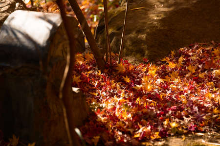 Autumnal leaves   Kakuon-ji   Kamakura の写真素材
