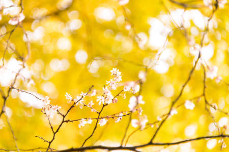 Autumnal leaves   Toukei-ji   Kamakura の写真素材