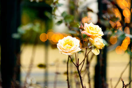 Rose gardenの写真素材
