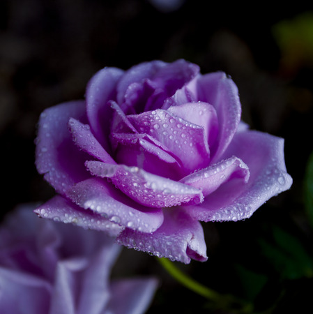 Purple Rose in the dew at nightの写真素材