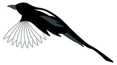 Vector image of a magpie on a white background. Flying bird.のイラスト素材
