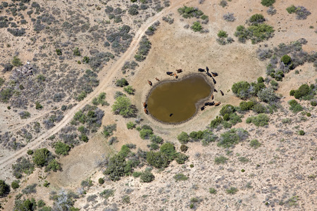 Aerial view of cattle at a desert watering holeの写真素材